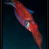 Calamaro (Loligo vulgaris) - Squid (Loligo vulgaris)